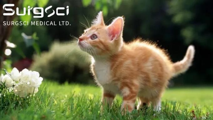 hakkında en son şirket haberleri Kedilerinizi Kısırlaştırmanın veya Kısırlaştırmanın 7 Faydası | Surgsci  0