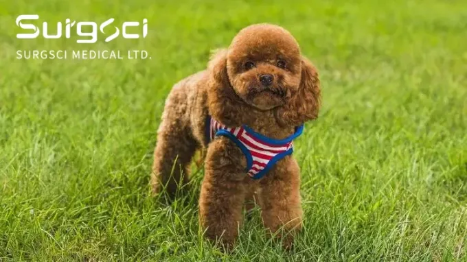 hakkında en son şirket haberleri Köpeklerde Lüks Patella | Surgsci  0