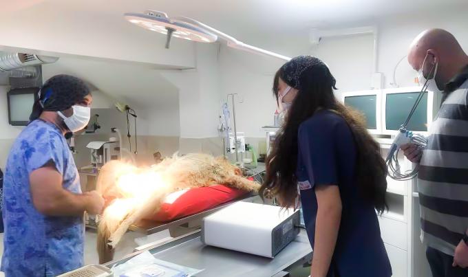 Veteriner Kullanımı İçin Laparoskop Cerrahisi Ultrasonik Neşter Sistemi Hemostaz 8