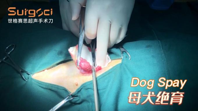 Evcil Hayvan Cerrahisi İçin Veteriner Ultrasonik Cerrahi Neşter Ultrasonik Neşter Sistemi 6