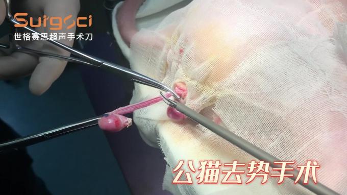 Evcil Hayvan Cerrahisi İçin Veteriner Ultrasonik Cerrahi Neşter Ultrasonik Neşter Sistemi 5